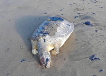 Registran 12 animales marinos muertos tras presencia de hidrocarburo en Veracruz