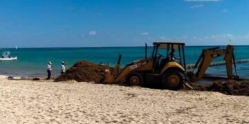 SARGAZO: Advierten que 2026 podría ser el peor año para el Caribe mexicano