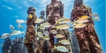 Proyectan nuevos arrecifes artificiales para aliviar presión turística en Cancún e Isla Mujeres