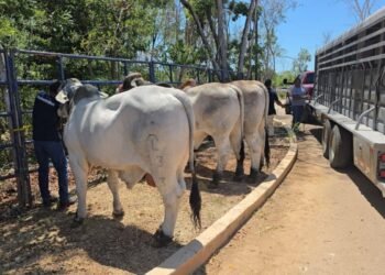 BAJA CALIFICACIÓN SANITARIA: Bloquea EU exportación de ganado de la Península de Yucatán