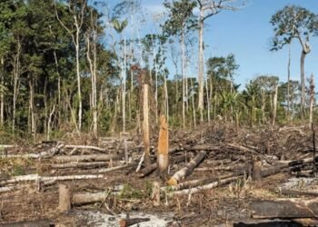 FIRMAN CONVENIO: Unen esfuerzos para frenar la deforestación en Península de Yucatán