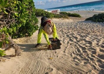 Refuerzan limpieza en playas de Cancún ante primeros recales de sargazo previos a temporada alta
