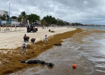 AFIRMA AMEXME: Falta coordinación para combate al sargazo en Riviera Maya 3 AFIRMA AMEXME: Falta coordinación para combate al sargazo en Riviera Maya