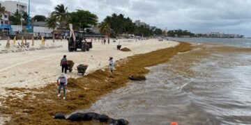 AFIRMA AMEXME: Falta coordinación para combate al sargazo en Riviera Maya