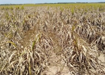 DIFICIL PANORAMA: En riesgo cultivos y ganado por falta de agua en zona limítrofe