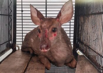 Rescatan a venado herido tras ataque de perros ferales en Cancún