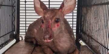 Rescatan a venado herido tras ataque de perros ferales en Cancún