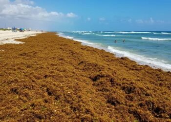 Quintana Roo refuerza estrategia contra el sargazo 3 Quintana Roo refuerza estrategia contra el sargazo