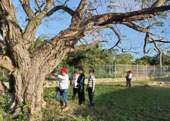 Abre Semarnat consulta pública para proyecto “Grand Arbolada” en Bonfil