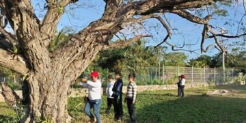 Abre Semarnat consulta pública para proyecto “Grand Arbolada” en Bonfil