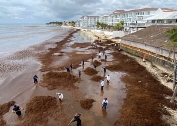 SARGAZO CUBRE PLAYACAR: Despliegan operativo de limpieza