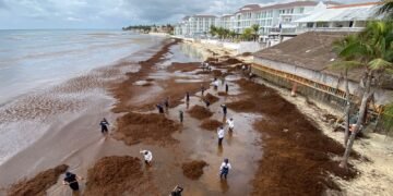 SARGAZO CUBRE PLAYACAR: Despliegan operativo de limpieza