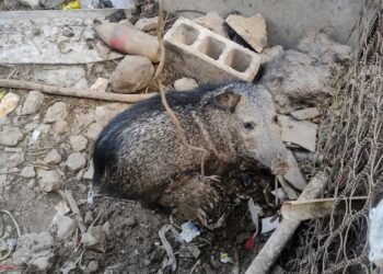 Rescatan a 103 ejemplares de vida silvestre en Mérida