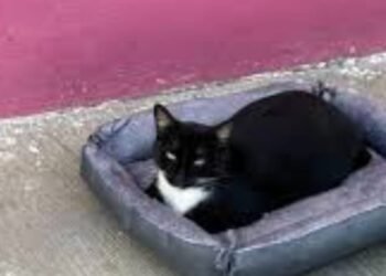 BIENESTAR ANIMAL: Acusan posible violación legal en caso de gatitas retiradas de CAPA