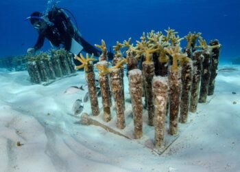 Analizan crear nueva galería de arrecifes artificiales frente a Cancún e Isla Mujeres