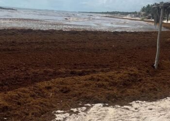 TULUM: Después de la crisis de 2025; se asoma la sombra del sargazo
