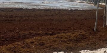 TULUM: Después de la crisis de 2025; se asoma la sombra del sargazo