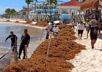 Limpian sargazo en la zona costera de Playa del Carmen