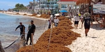 Limpian sargazo en la zona costera de Playa del Carmen
