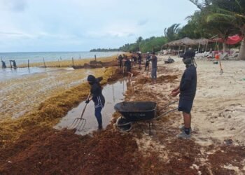 Semar refuerza contención, pero sargazo continúa llegando a las playas 1 Semar refuerza contención, pero sargazo continúa llegando a las playas