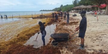Semar refuerza contención, pero sargazo continúa llegando a las playas