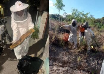 Aumentan 70% ataques de abejas africanizadas en Chetumal