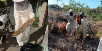 Aumentan 70% ataques de abejas africanizadas en Chetumal