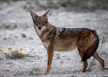 EXPANSIÓN TERRITORIAL: Reportan avistamientos de coyotes en Costa Maya