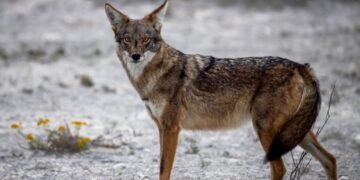 EXPANSIÓN TERRITORIAL: Reportan avistamientos de coyotes en Costa Maya