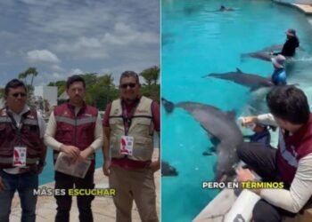 Inspeccionan delfinario tras denuncias de presunto abandono de 9 ejemplares (VIDEO)
