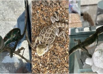 TRAS DENUNCIAS: Aseguran animales exóticos en tianguis de la Región 100 de Cancún