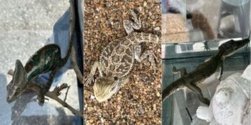 TRAS DENUNCIAS: Aseguran animales exóticos en tianguis de la Región 100 de Cancún