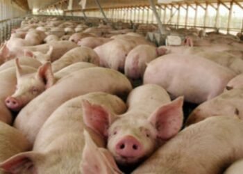 PLAYA DEL CARMEN: Detectan presencia de gusano barrenador en porcinos