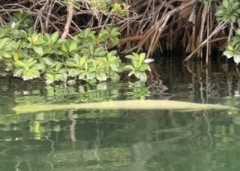 HERIDAS CORTANTES: Localizan otro manatí muerto en bahía de Chetumal