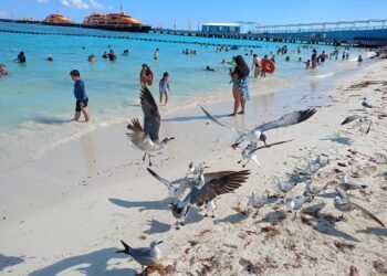 REPUNTE TURÍSTICO: Reportan ocupación del 70% en Playa del Carmen