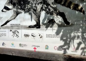 FOCOS ROJOS: Alertan activistas por presencia de J.P. Morgan en programas ambientales de Cozumel