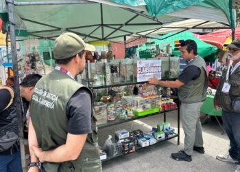 EN EL TIANGUIS DE LA 100: Rescatan un cocodrilo, un dragón barbudo y un camaleón