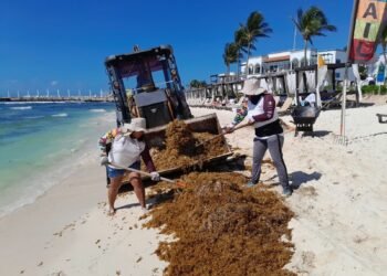 Envían hasta 20 infractores diarios a limpiar sargazo en Playa del Carmen