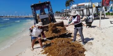 Envían hasta 20 infractores diarios a limpiar sargazo en Playa del Carmen