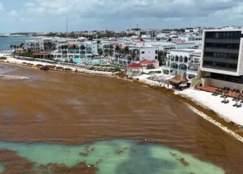 Se cumplen pronósticos: 2026 apunta a una de las peores temporadas de sargazo en el Caribe