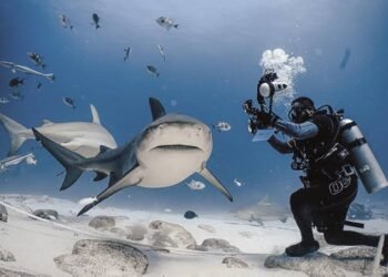 Identifican 43 tiburones toro en Playa del Carmen mediante catálogo fotográfico 3 Identifican 43 tiburones toro en Playa del Carmen mediante catálogo fotográfico