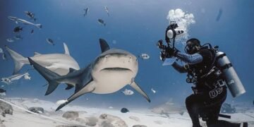 Identifican 43 tiburones toro en Playa del Carmen mediante catálogo fotográfico