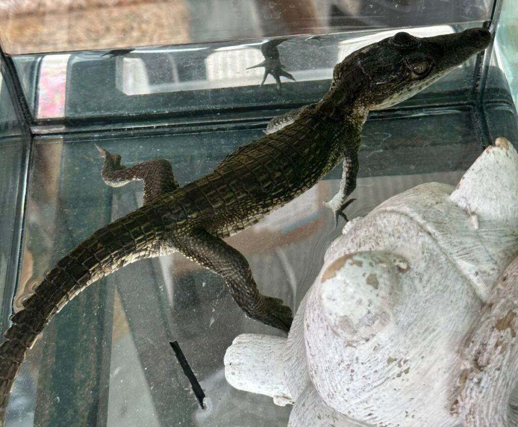 Promueven campaña para evitar comercio de animales exóticos en tianguis de Cancún 2 WhatsApp Image 2026 04 16 at 11.55.48 AM 1