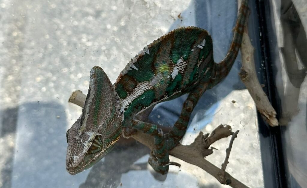 Promueven campaña para evitar comercio de animales exóticos en tianguis de Cancún 1 WhatsApp Image 2026 04 16 at 11.55.48 AM 2