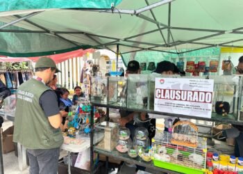 Promueven campaña para evitar comercio de animales exóticos en tianguis de Cancún