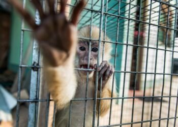 Alertan por tráfico ilegal de fauna silvestre en el sur de Quintana Roo