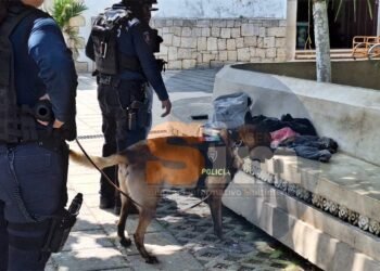 Detecta perro policía droga y detienen a joven en Felipe Carrillo Puerto