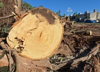 Cuestionan tala de ceiba en Chetumal por posible falta de autorización