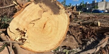 Cuestionan tala de ceiba en Chetumal por posible falta de autorización