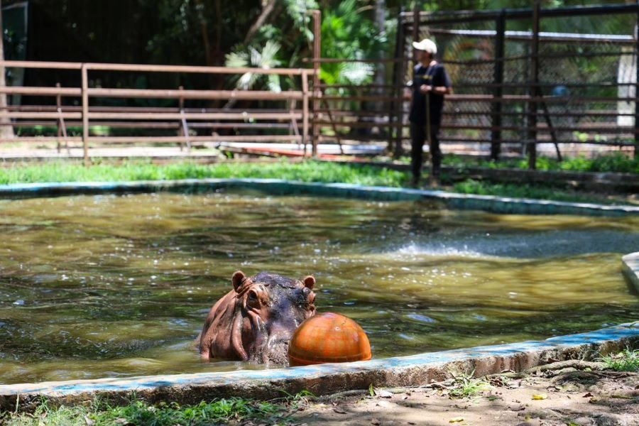INVERSIÓN DE 20 MDP: Anuncia Mara modernización integral del zoológico Payo Obispo 1 ZOOLOGICO
